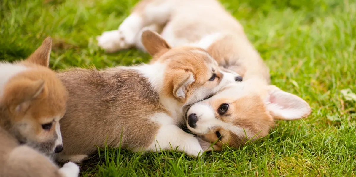 Corgi puppies Corgi puppies