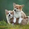Corgi puppies for sale near me