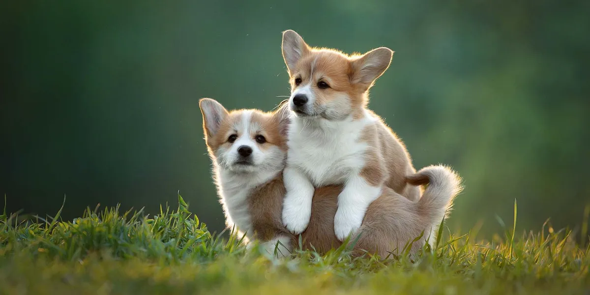Corgi puppies for sale near me Corgi puppies for sale near me