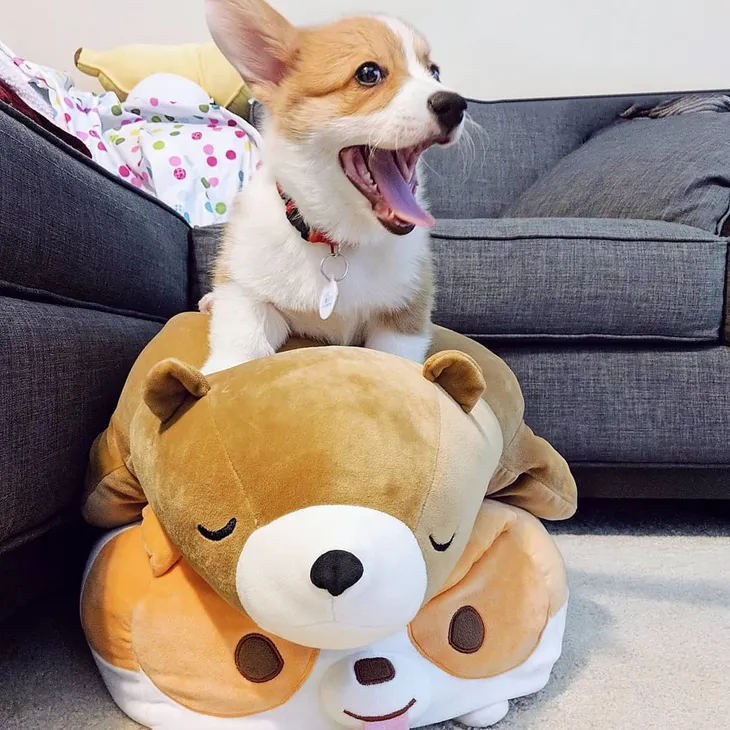 Corgi puppies for sale