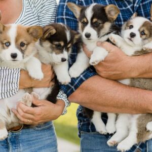 Corgi puppies for sale